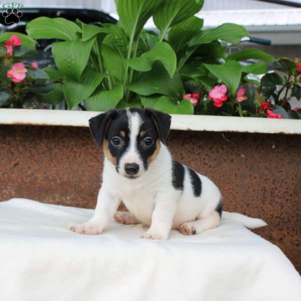 Matt, Jack Russell Terrier Puppy