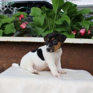 Max, Jack Russell Terrier Puppy