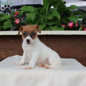 Lena, Jack Russell Terrier Puppy