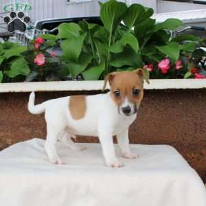 LeRoy, Jack Russell Terrier Puppy