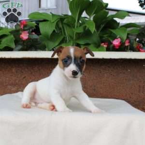 Lewis, Jack Russell Terrier Puppy