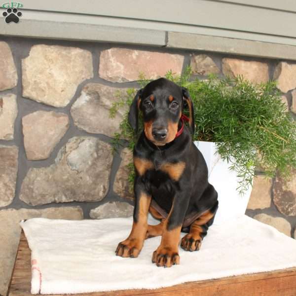 Poppy, Doberman Pinscher Puppy