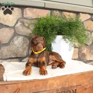 Pansy, Doberman Pinscher Puppy