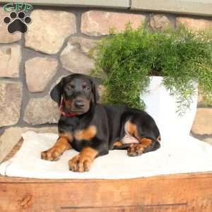 Peter, Doberman Pinscher Puppy
