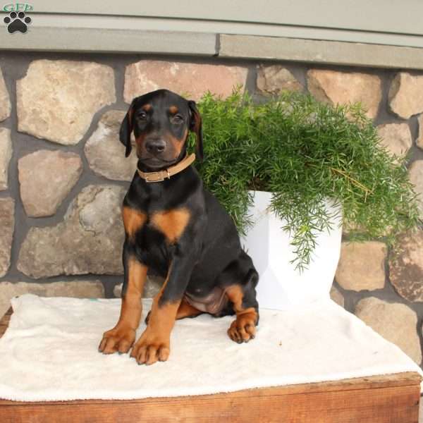 Pricilla, Doberman Pinscher Puppy