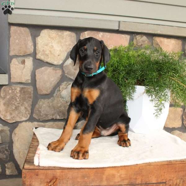 Paul, Doberman Pinscher Puppy