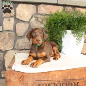 Penelope, Doberman Pinscher Puppy