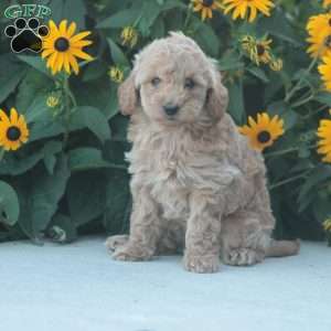 Ace, Mini Goldendoodle Puppy