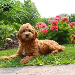 Pam, Mini Goldendoodle Puppy