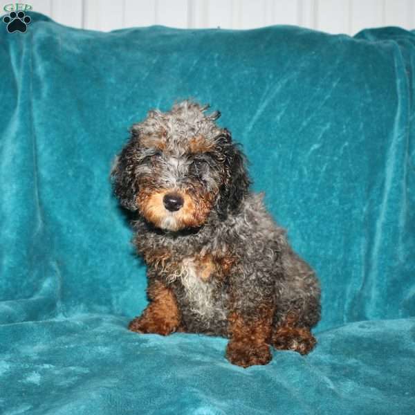 Tina, Miniature Poodle Puppy