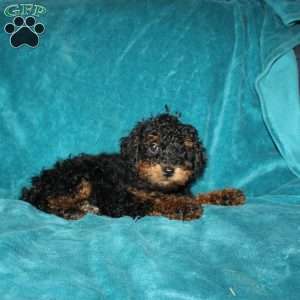 Tiffany, Miniature Poodle Puppy