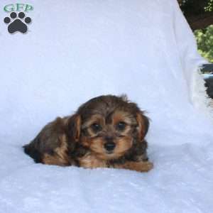 Ethan (Tiny), Yorkie Poo Puppy