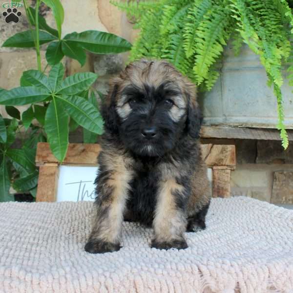 Lauren, Mini Whoodle Puppy