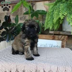 Lyle, Mini Whoodle Puppy