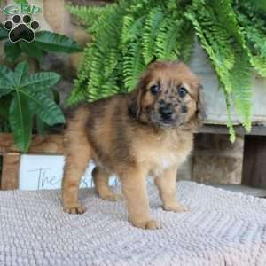 Leviticus, Mini Whoodle Puppy