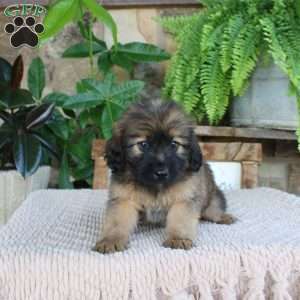 Libby, Mini Whoodle Puppy