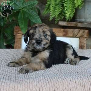 Lilac, Mini Whoodle Puppy