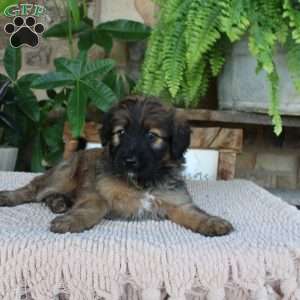 Lydia, Mini Whoodle Puppy
