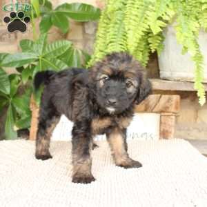 Lynda, Mini Whoodle Puppy
