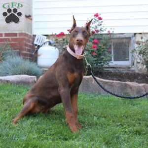 Tina, Doberman Pinscher Puppy