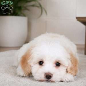 Daisy, Maltipoo Puppy