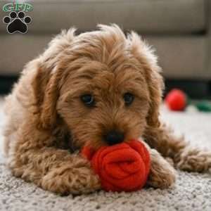 mark, Cavapoo Puppy