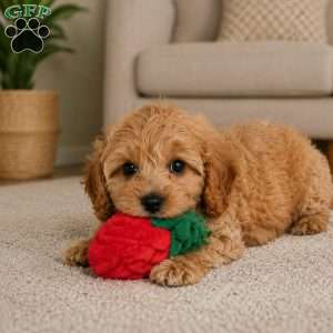 Bella, Cavapoo Puppy