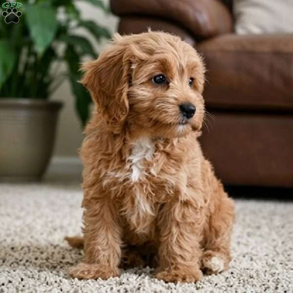 Betty, Cavapoo Puppy