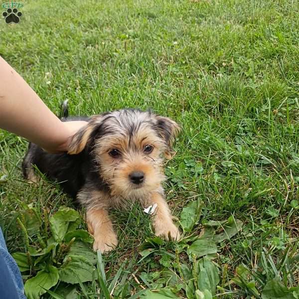 Zoey, Shorkie Puppy
