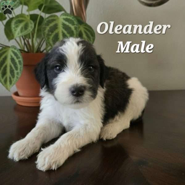 Oleander, Saint Berdoodle Puppy