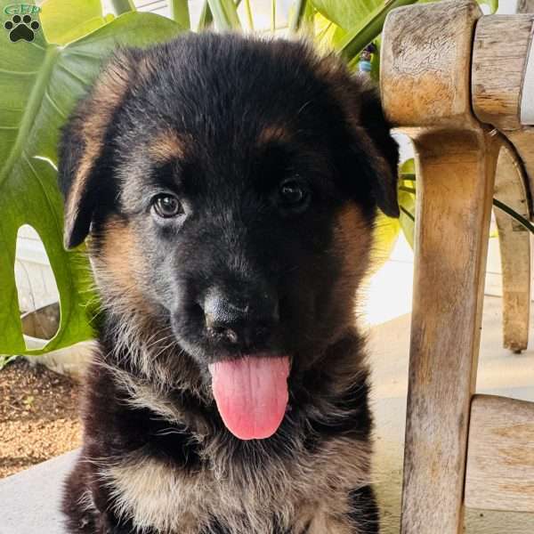 Dolly, German Shepherd Puppy