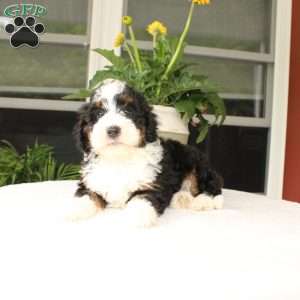Blake, Mini Bernedoodle Puppy