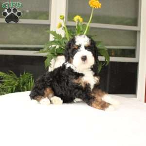 Benny, Mini Bernedoodle Puppy