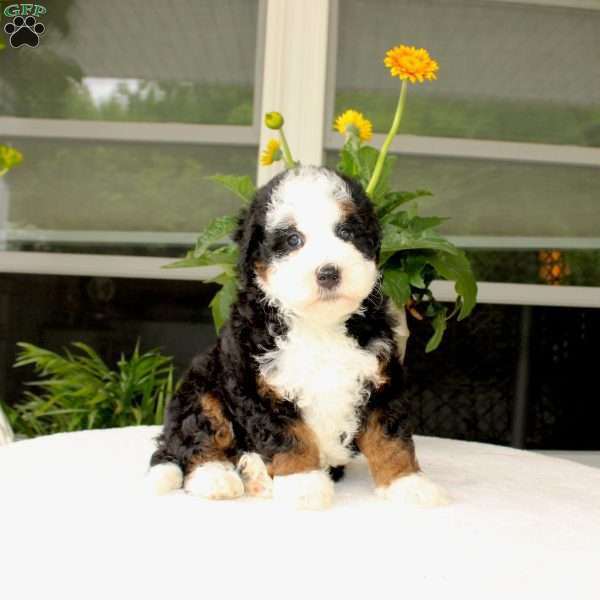 Baxter, Mini Bernedoodle Puppy