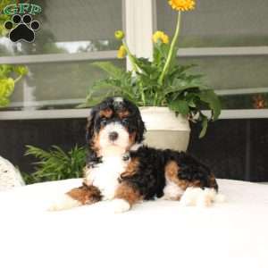 Bella, Mini Bernedoodle Puppy