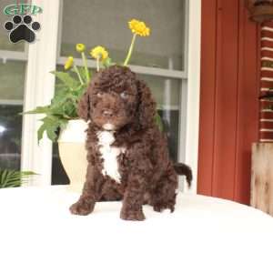 Ava, Mini Goldendoodle Puppy