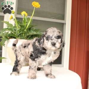 Abby, Mini Goldendoodle Puppy