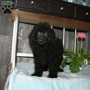 Carter, Miniature Poodle Puppy