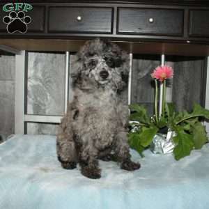 Cally, Miniature Poodle Puppy
