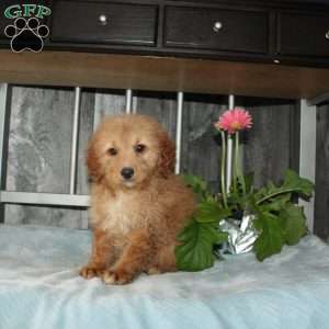 Oliver, Mini Aussiedoodle Puppy