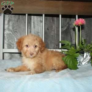 Opalite, Mini Aussiedoodle Puppy
