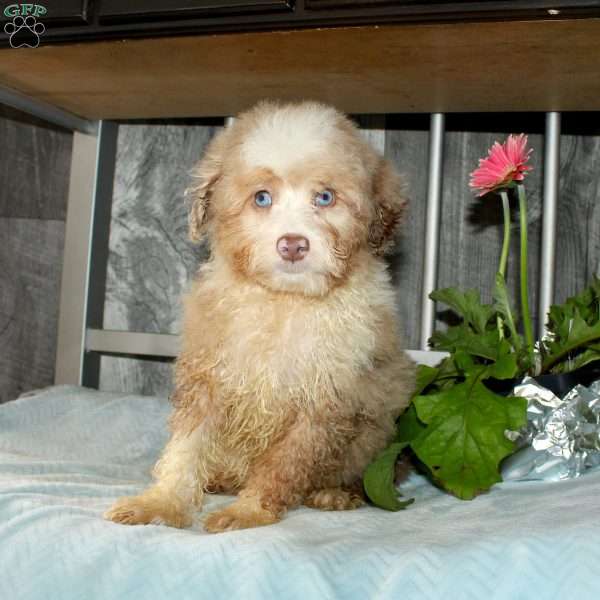 Ophelia, Mini Aussiedoodle Puppy