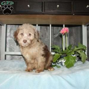 Oscar, Mini Aussiedoodle Puppy