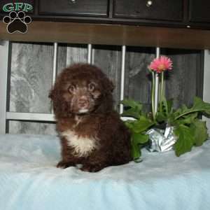 Opie, Mini Aussiedoodle Puppy