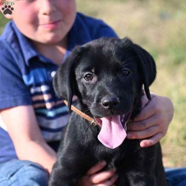 Marlee, Black Labrador Retriever Puppy