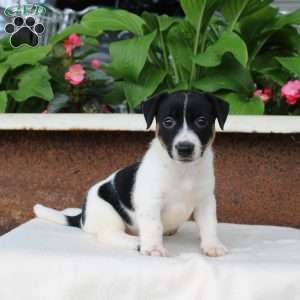Melinda, Jack Russell Terrier Puppy