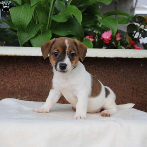 Manny, Jack Russell Terrier Puppy