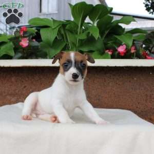 Lewis, Jack Russell Terrier Puppy