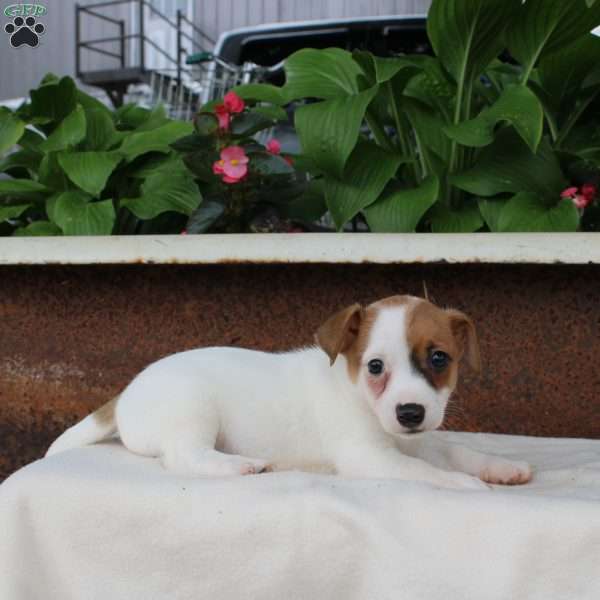Larry, Jack Russell Terrier Puppy