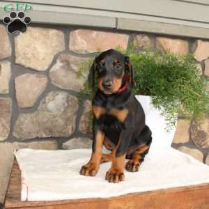 Poppy, Doberman Pinscher Puppy